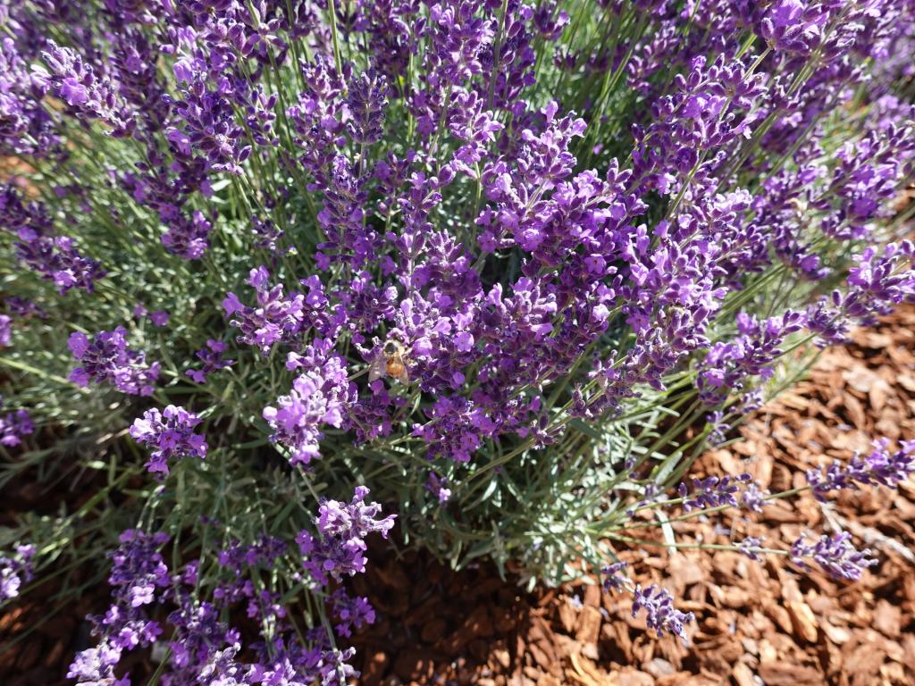 2020701 - Lavender Bees 100