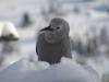 267 - 20160118 Whistler Day1