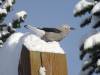 269 - 20160118 Whistler Day1