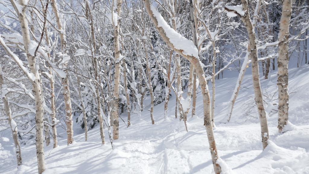 122 - 20170201 Shiga-Kogen Day1