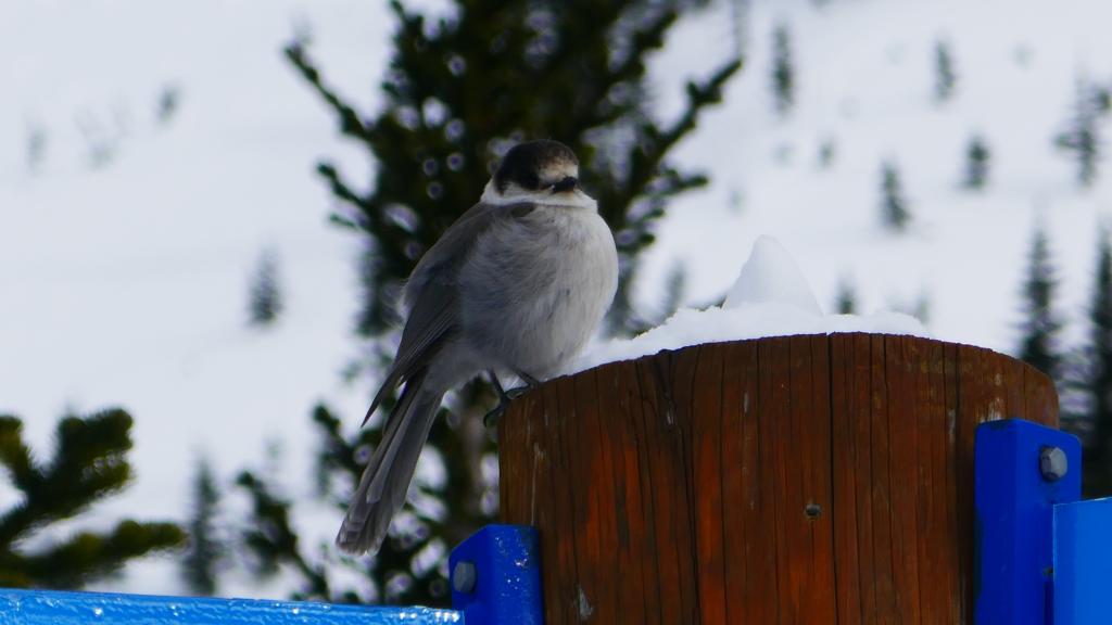 131 - 20180214 Whistler