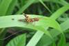 400 - DraintreeRiver Rainforest-495 Insects