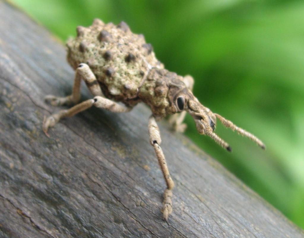 400 - DraintreeRiver Rainforest-492 Insects