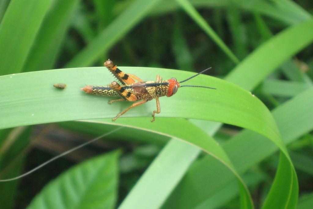 400 - DraintreeRiver Rainforest-495 Insects