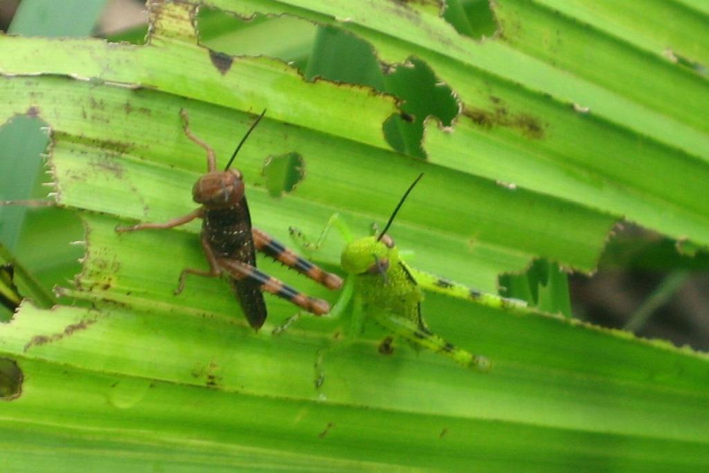 400 - DraintreeRiver Rainforest-496 Insects