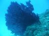 Album: Day2-4 Namena Reef Black Forest
