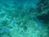 Album: Day6-1 Sea Fan Coral