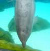 202 - Seaworld