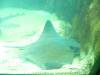 217 - Seaworld