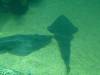 218 - Seaworld