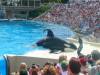 221 - Seaworld