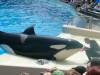 222 - Seaworld