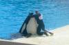224 - Seaworld