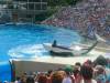 226 - Seaworld