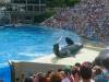 231 - Seaworld
