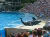 232 - Seaworld