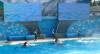 234 - Seaworld