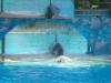 235 - Seaworld