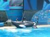 236 - Seaworld