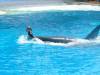 237 - Seaworld