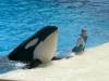 238 - Seaworld