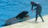 240 - Seaworld