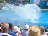 245 - Seaworld