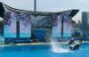 247 - Seaworld