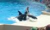 248 - Seaworld