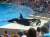 249 - Seaworld