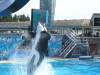 250 - Seaworld