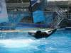 251 - Seaworld