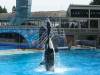 252 - Seaworld