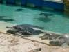 258 - Seaworld