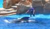 265 - Seaworld