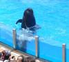 267 - Seaworld