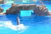 269 - Seaworld