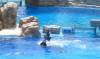 271 - Seaworld
