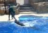 272 - Seaworld