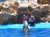 277 - Seaworld