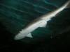 303 - Seaworld