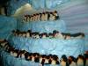 309 - Seaworld