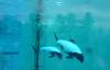 314 - Seaworld