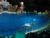 331 - Seaworld Night