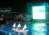 349 - Seaworld Night