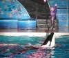 351 - Seaworld Night