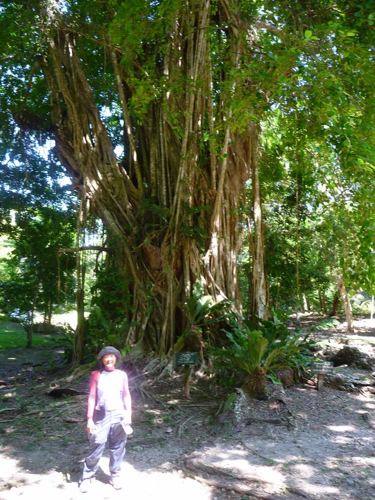 480 - Lamanai Mayan Ruins