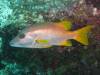 Album: Dive1-1 Long Caye Ridge