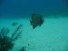 Album: Dive2-3 Half Moon Wall