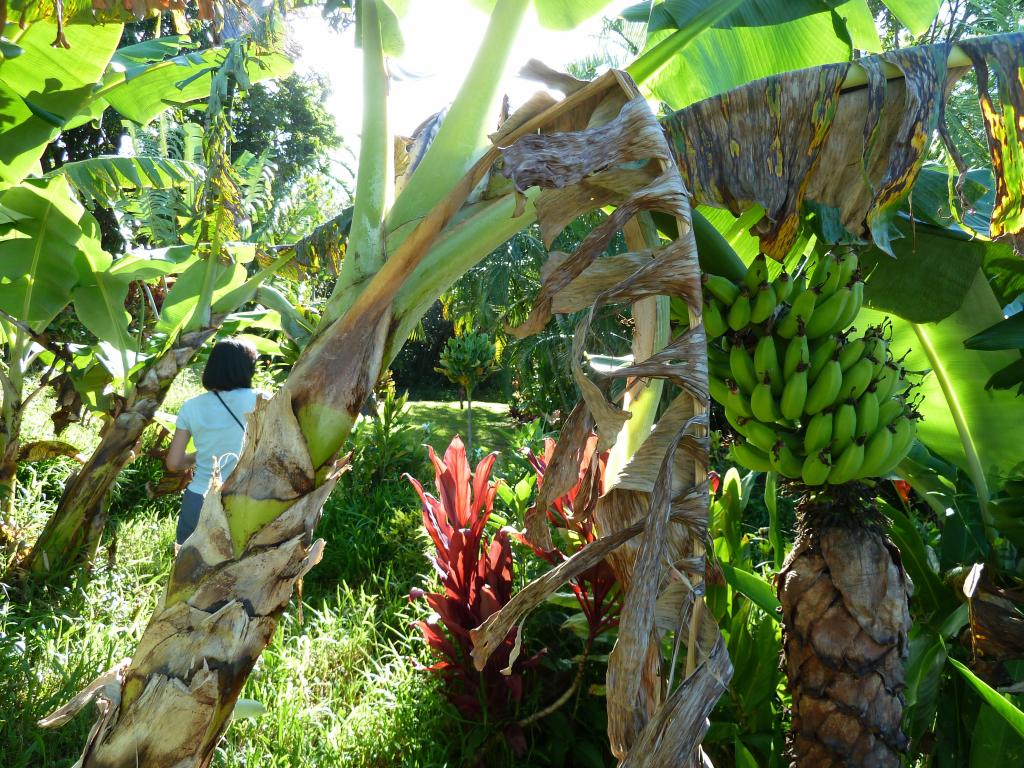 1220 - Road To Hana